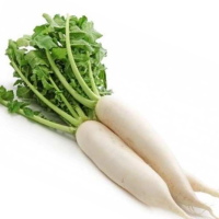 Radish